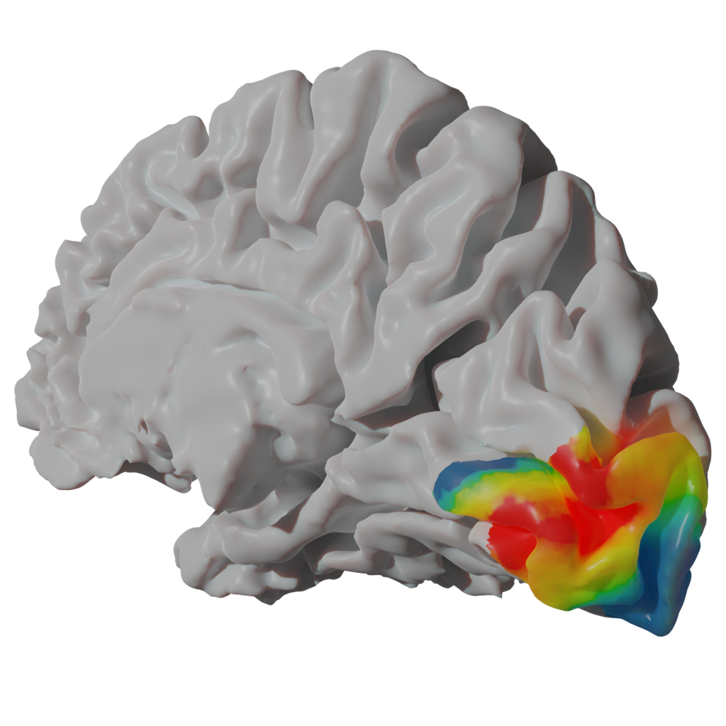 Quantification Visual Cortex